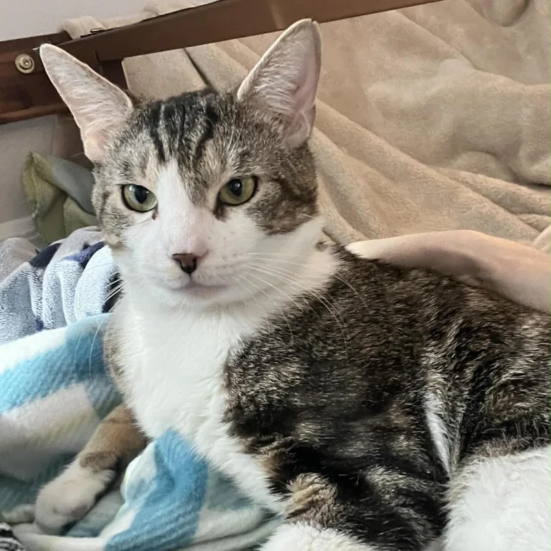 A young small-sized male White Domestic Short Hair cat named Blake for adoption in Titusville, FL