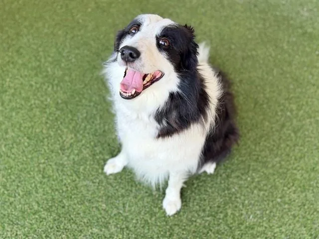 An adult large-sized female Collie dog named Bonnie for adoption in Saint Louis, MO