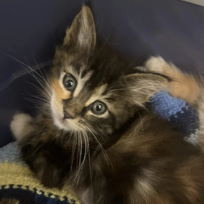 A baby small-sized female Brown / Chocolate Domestic Medium Hair cat named Princess Peach for adoption in Sonoma, CA