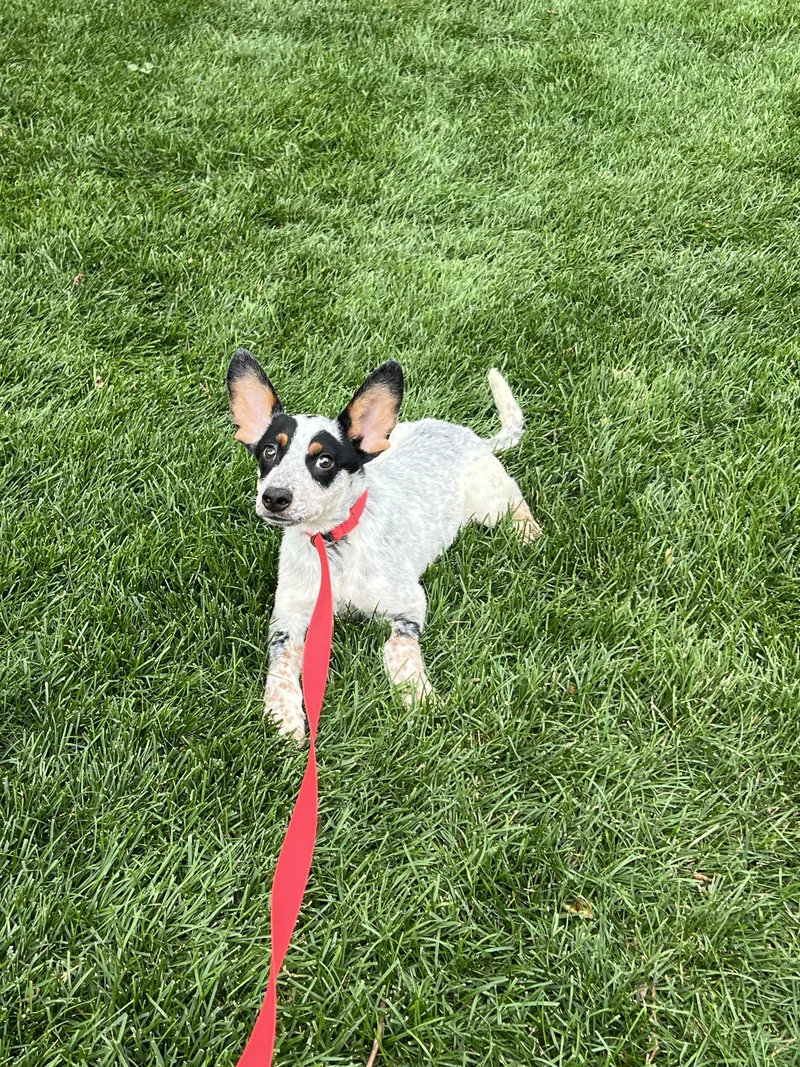 A baby medium-sized male Black Australian Cattle Dog / Blue Heeler dog named Gator for adoption in Fort Collins, CO