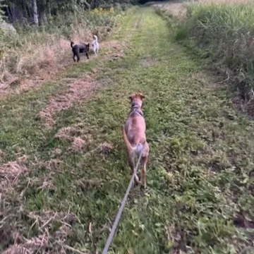 Roo  Located In thumbnail 3