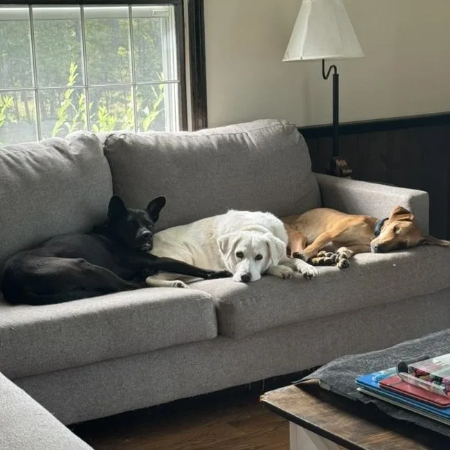 Roo  Located In thumbnail 4