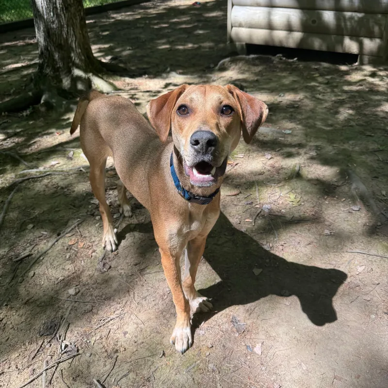 Roo  Located In thumbnail 5