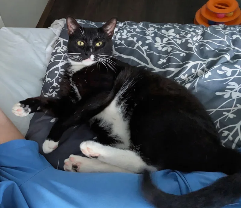Talbot thumbnail 4