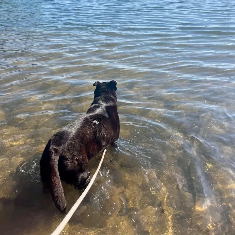 A senior medium-sized male Black Shepherd dog named Bear for adoption in Monroe , NC