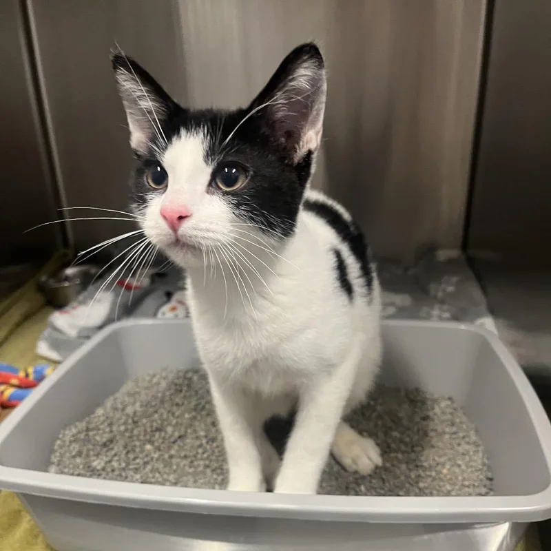 A baby small-sized male Domestic Short Hair cat named Checkers for adoption in Hinsdale, IL