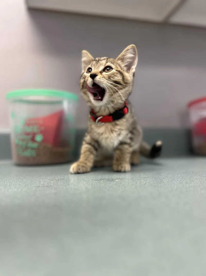 A baby medium-sized female Tabby (Brown / Chocolate) Domestic Short Hair cat named Delilah for adoption in Bardstown, KY