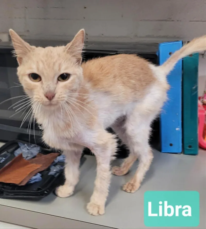 Libra