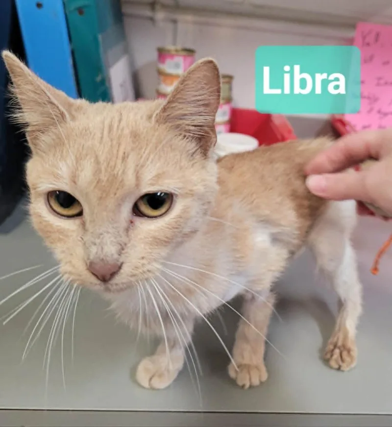 Libra thumbnail 2