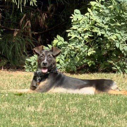 A baby small-sized female Black Catahoula Leopard Dog dog named Dee Dee for adoption in Atlanta, GA