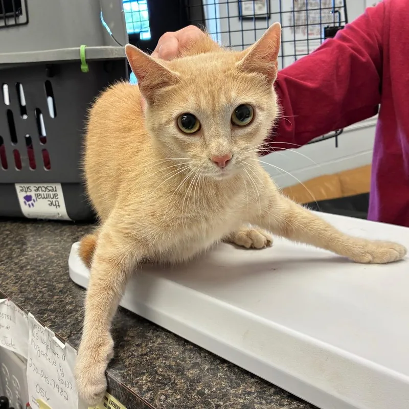 A young medium-sized female Buff / Tan / Fawn Domestic Short Hair cat named Mama for adoption in Morganfield, KY