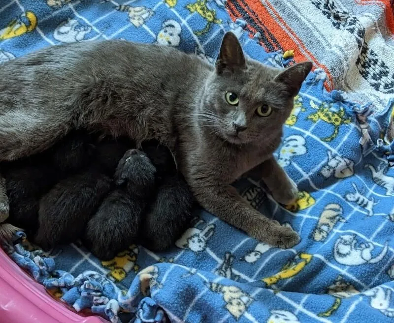 An adult medium-sized female Gray / Blue / Silver Domestic Short Hair cat named Rainfrog for adoption in Grand Rapids, MI
