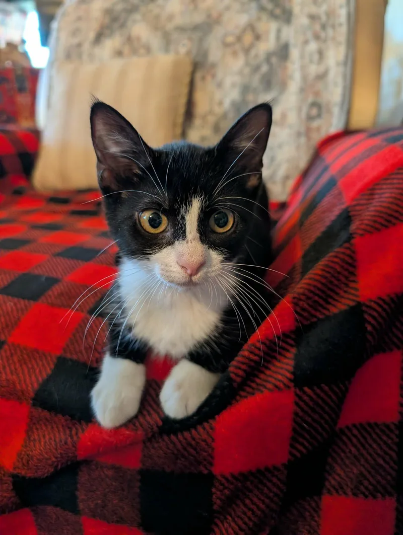A baby medium-sized female Black & White / Tuxedo Domestic Short Hair cat named Scotia for adoption in Oviedo, FL