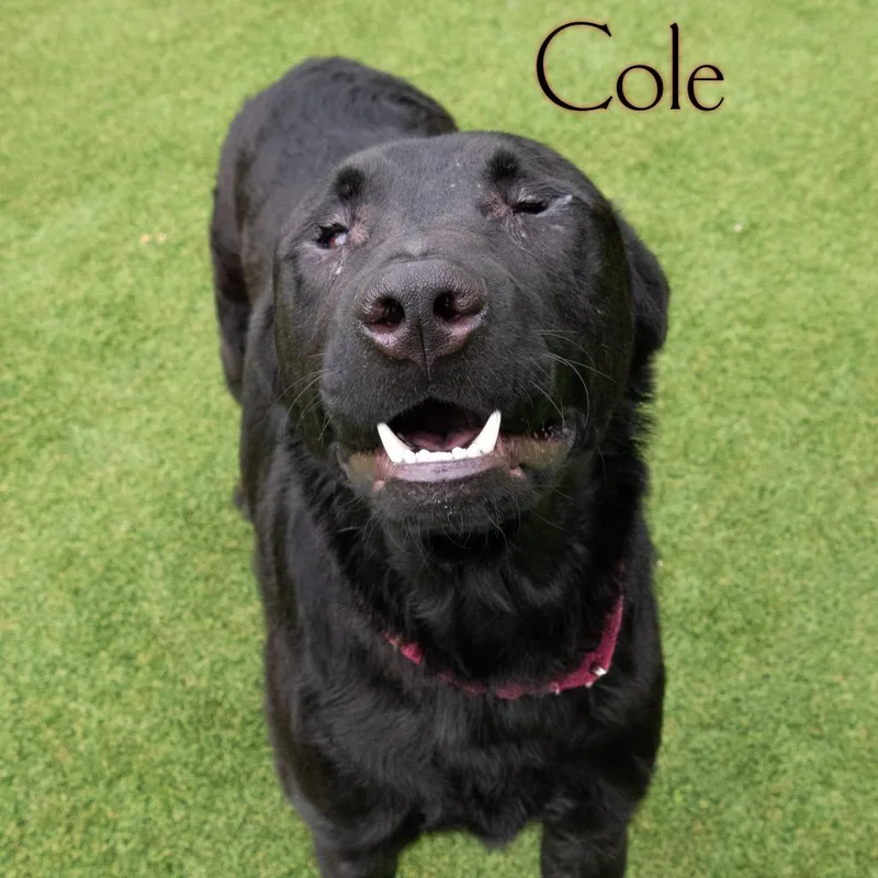 An adult large-sized male Black Labrador Retriever dog named Cole for adoption in Parkersburg, WV