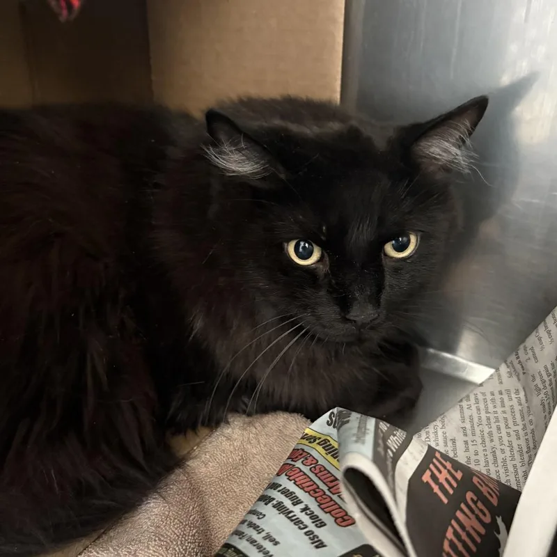 An adult extra large-sized male Black Domestic Short Hair cat named Atticus Bonded w Ham for adoption in Dover, NH