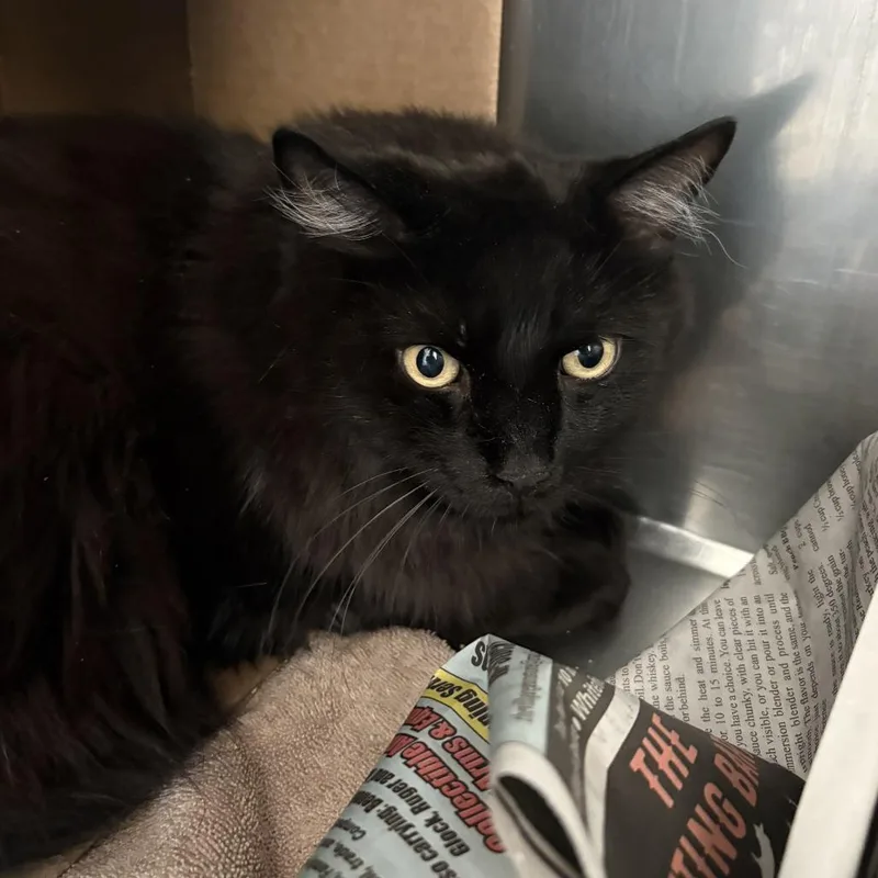 Atticus Bonded w Ham thumbnail 2
