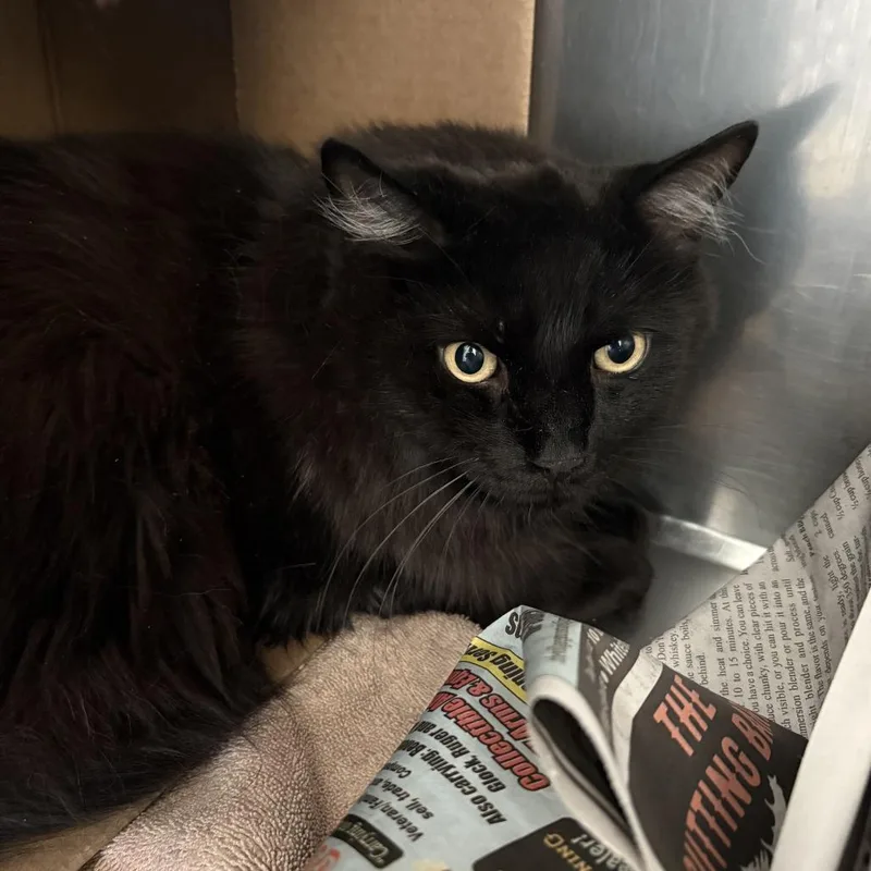 Atticus Bonded w Ham thumbnail 3