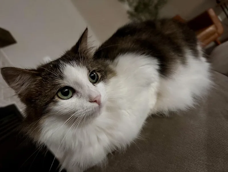 An adult medium-sized male White Domestic Short Hair cat named GumBeaux & Millie for adoption in Cincinnati, OH