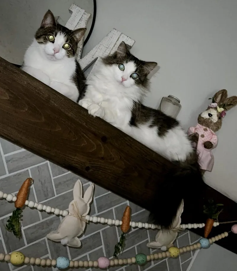 GumBeaux & Millie thumbnail 3