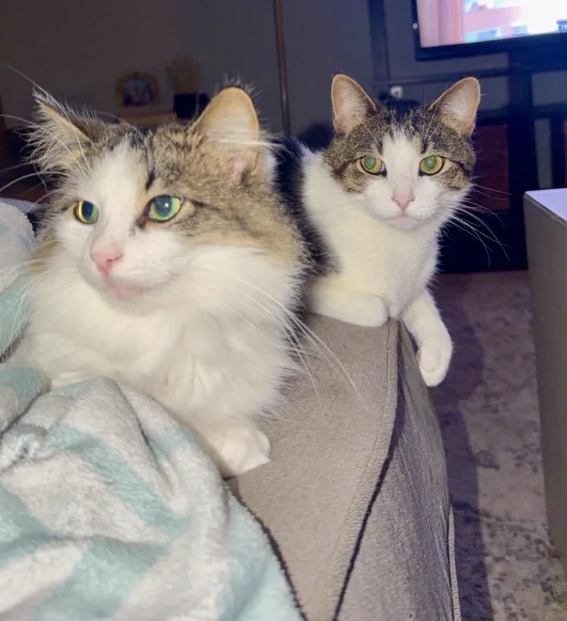 GumBeaux & Millie thumbnail 6