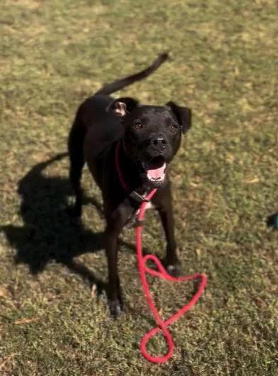 An adult medium-sized male American Staffordshire Terrier dog named Winston for adoption in Collierville, TN