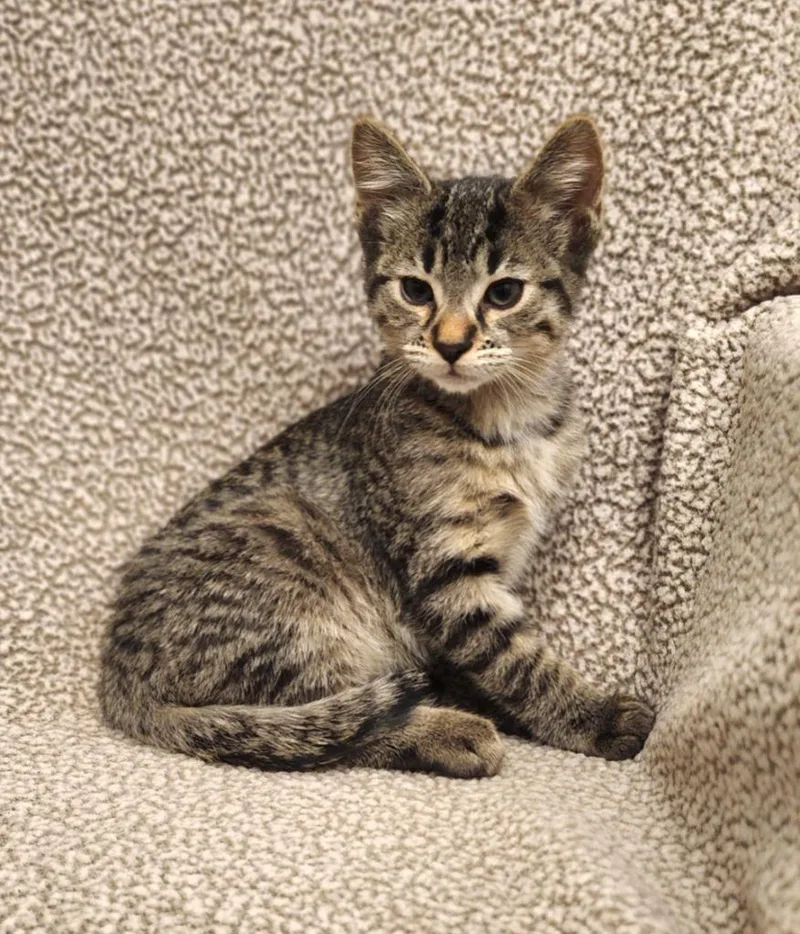 A baby small-sized male Domestic Short Hair cat named Atticus for adoption in Superior, WI