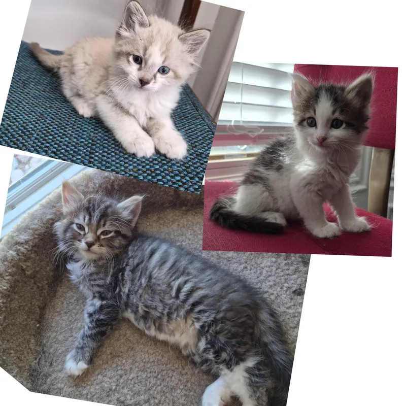 The Hunt Litter thumbnail 2