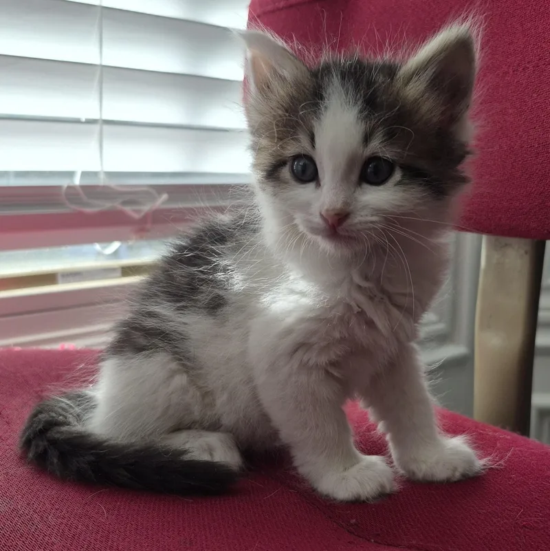 The Hunt Litter thumbnail 3