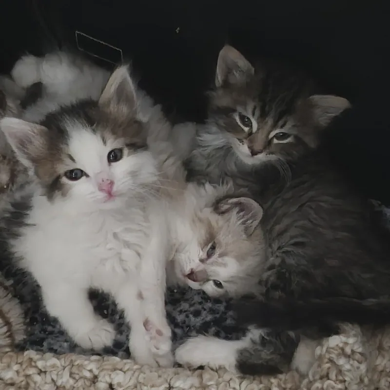 The Hunt Litter thumbnail 4