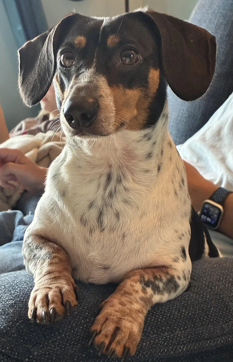 An adult small-sized male Dachshund dog named Freckles for adoption in Jacksonville, FL