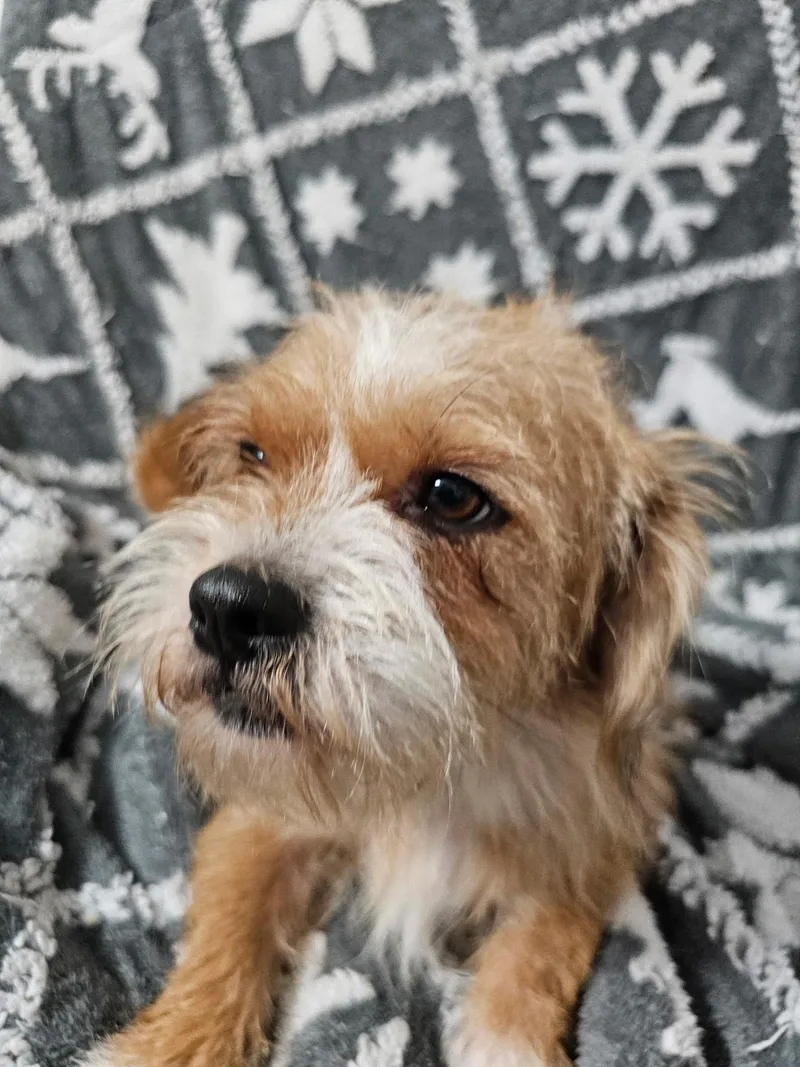 Delma WAT thumbnail 4