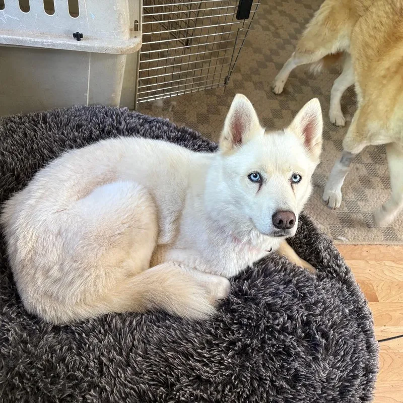 An adult medium-sized female White / Cream Siberian Husky dog named Willo for adoption in Carol Stream, IL