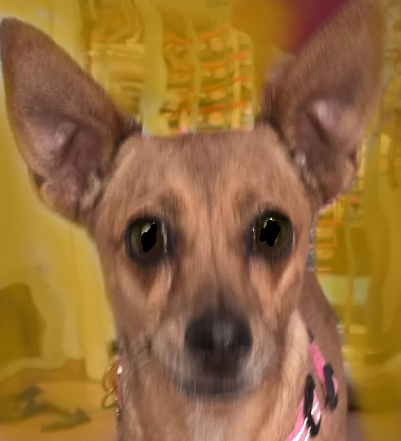 An adult small-sized female Golden Chihuahua dog named Liberty for adoption in Tucson, AZ