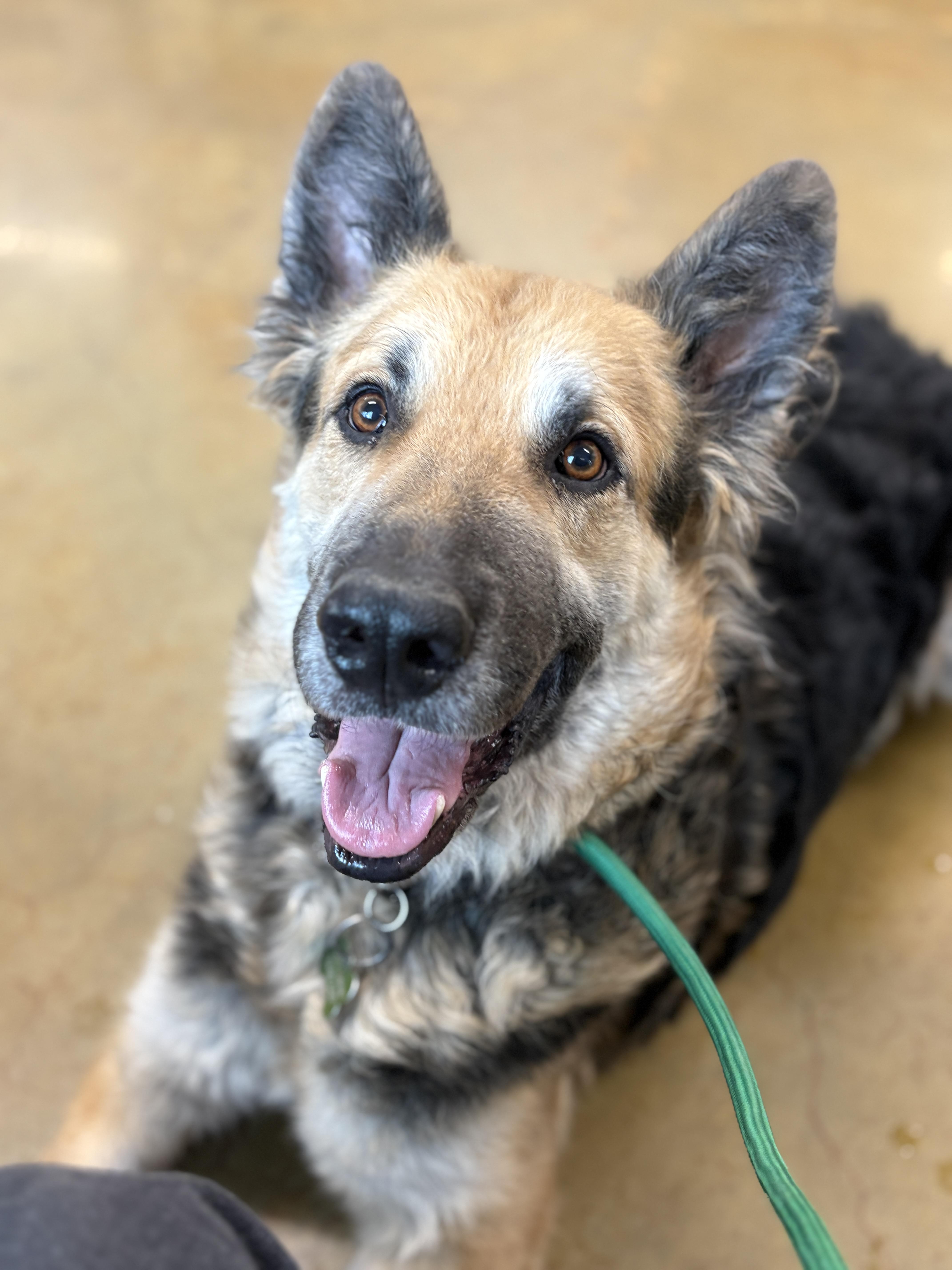 An adult large-sized male German Shepherd Dog dog named Sergio for adoption in Sherman Oaks, CA