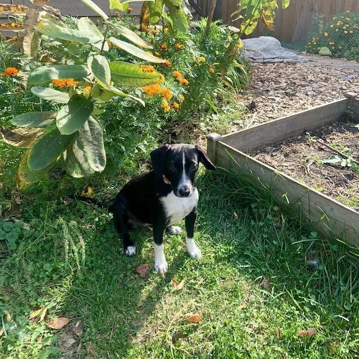 A baby medium-sized female Black Beagle dog named Polly D for adoption in Minnetonka, MN