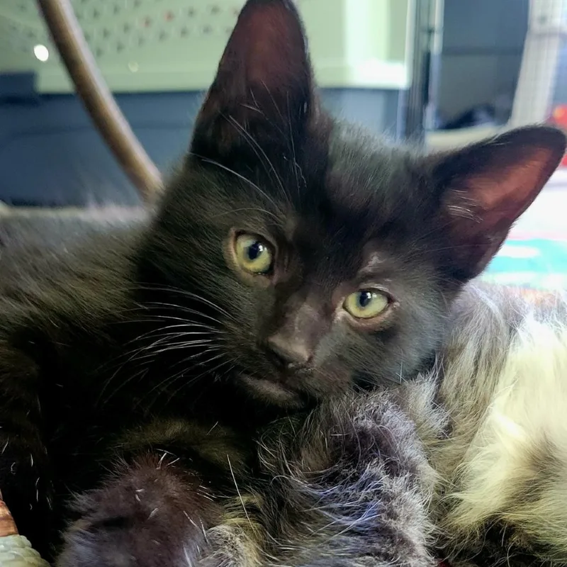 A baby small-sized male Black Domestic Short Hair cat named Gilligan for adoption in Middleburg Heights , OH
