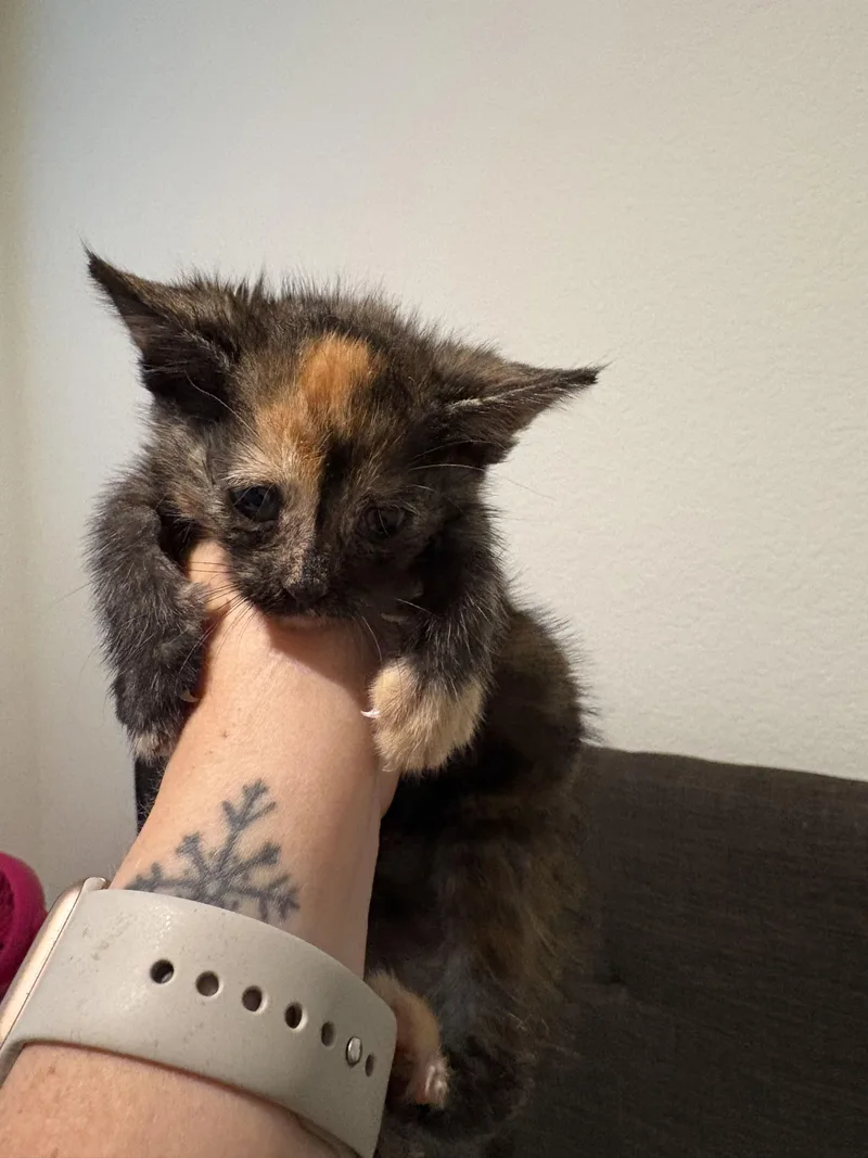 Buttercup thumbnail 2