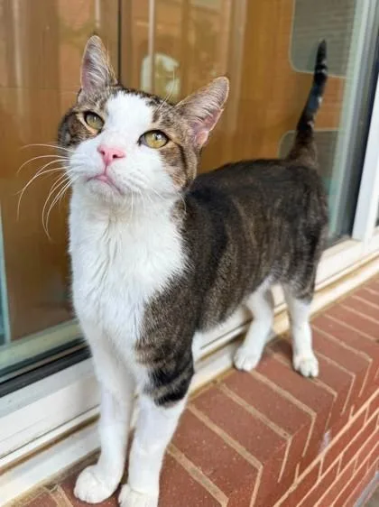An adult medium-sized male Domestic Short Hair cat named Steveo for adoption in Fairfax, VA
