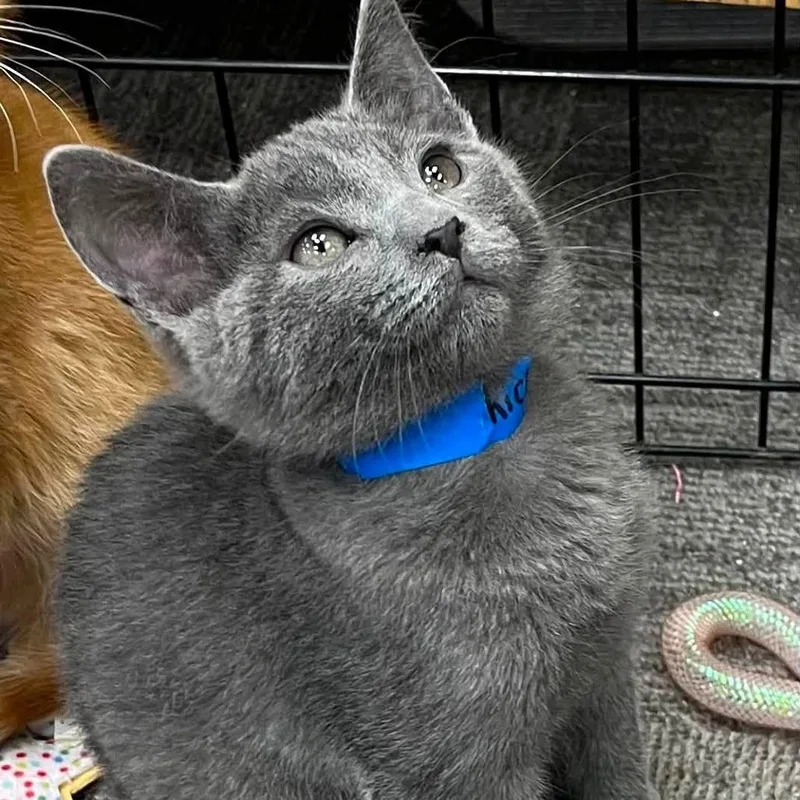 A baby small-sized male Gray / Blue / Silver Domestic Short Hair cat named Ricky for adoption in Hamburg, NY