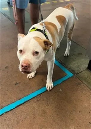 An adult medium-sized male American Staffordshire Terrier dog named Kobe for adoption in Van Nuys, CA