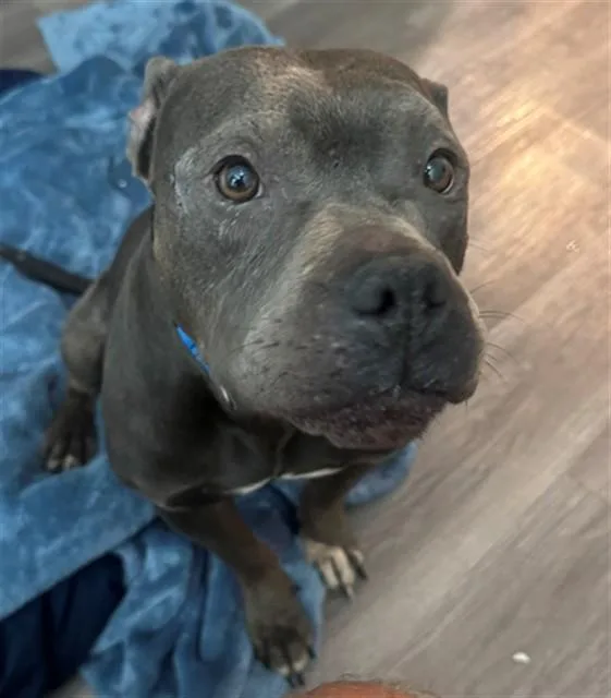 An adult medium-sized male American Staffordshire Terrier dog named Budda for adoption in Tallahassee, FL