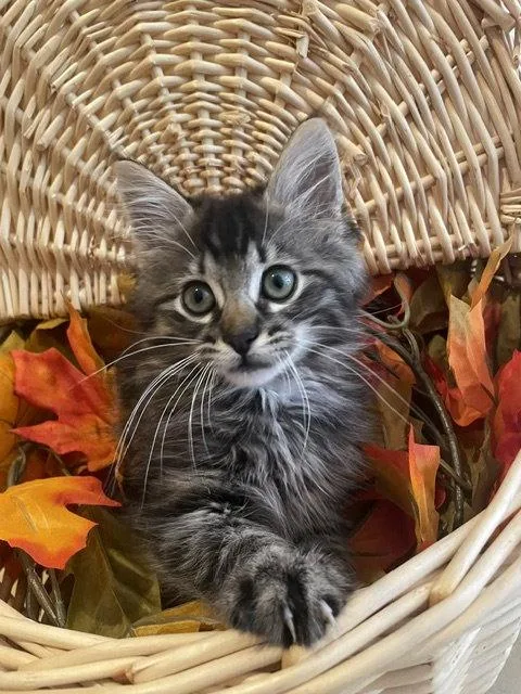 A baby medium-sized male Domestic Medium Hair cat named Thor: DMHDC for adoption in Greenville, DE