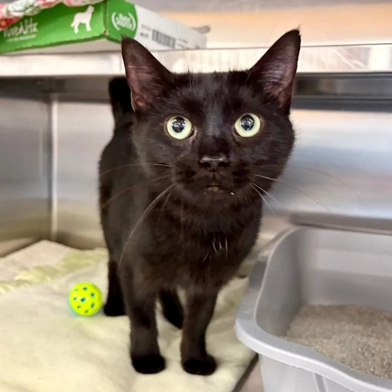 An adult medium-sized female Black Domestic Short Hair cat named Black Betty for adoption in Hamburg, NY