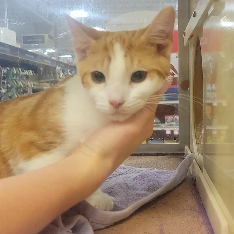 A baby small-sized male Orange / Red Domestic Short Hair cat named Duke for adoption in Rochester, MN