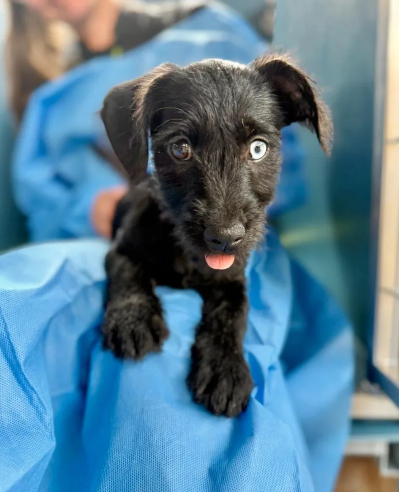 A baby small-sized female Mixed Breed dog named Savanna for adoption in Ellijay, GA