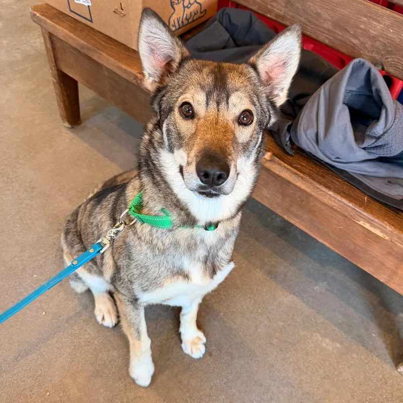 An adult medium-sized female Brown / Chocolate Mixed Breed dog named Wiley for adoption in Port Angeles, WA