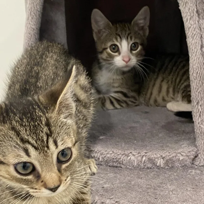 A baby small-sized female Brown / Chocolate Domestic Short Hair cat named Blue Jay for adoption in Baltimore, MD