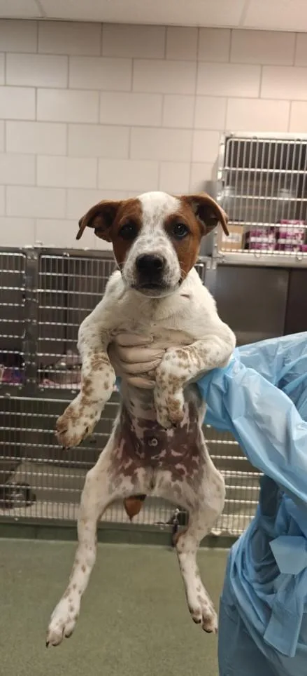 A baby small-sized male Mixed Breed dog named Ant for adoption in Santa Fe, NM