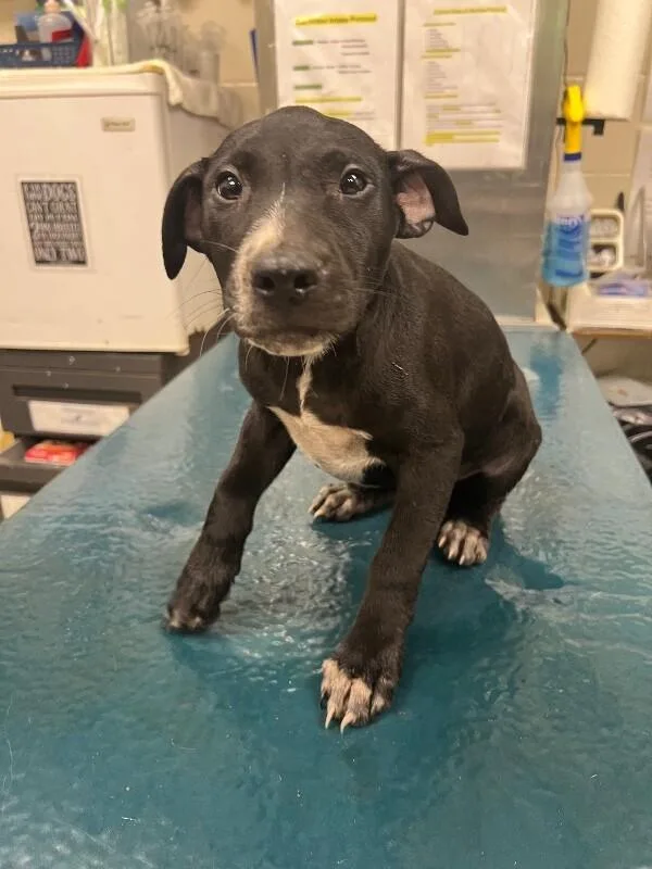 A young medium-sized female Black Mixed Breed dog named Acorn for adoption in Mobile, AL
