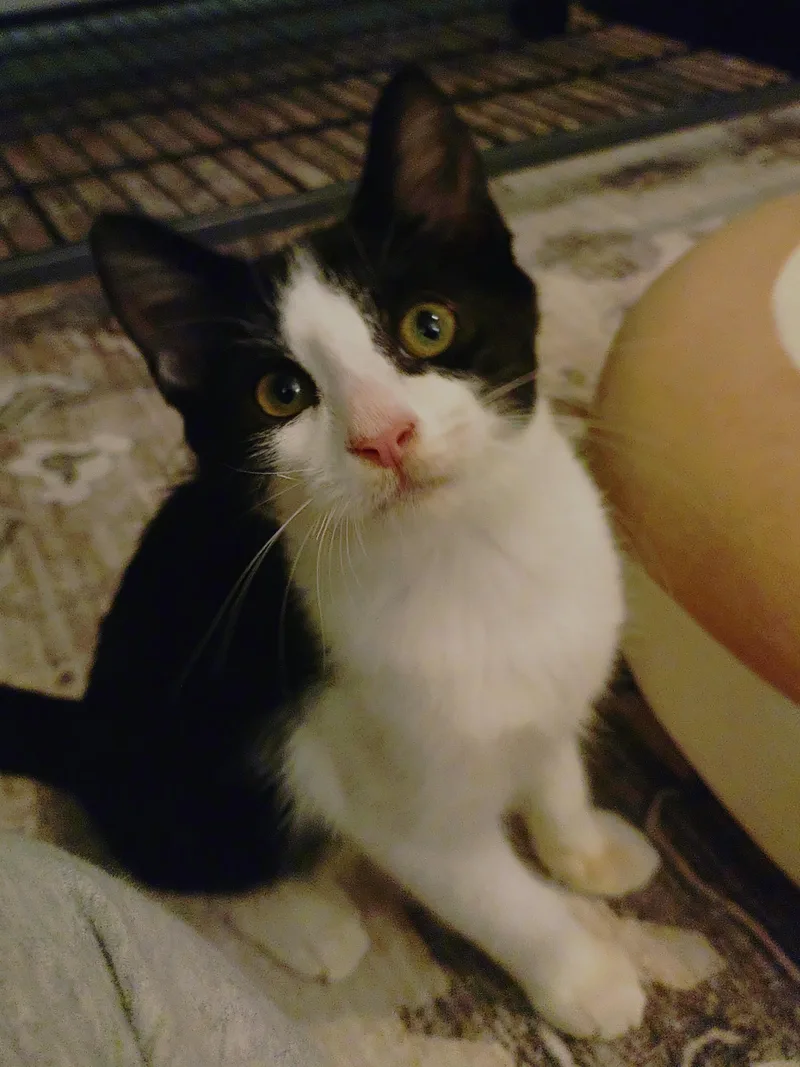 A young medium-sized male Black & White / Tuxedo Domestic Short Hair cat named Junior Mint for adoption in Baltimore, MD